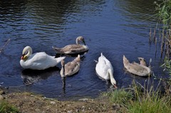 Cygnus olor