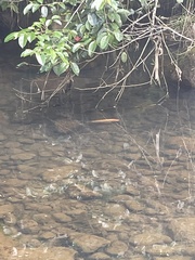 Amphilophus citrinellus