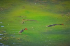 Scardinius erythrophthalmus