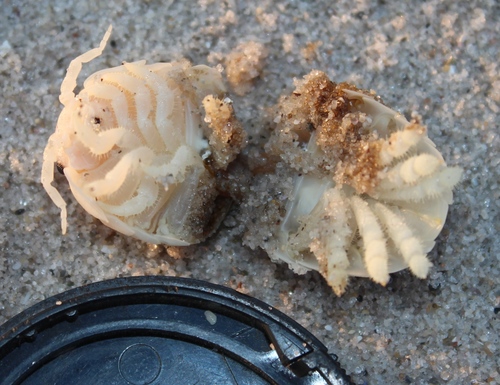 Tylos granulatus