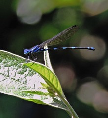 Argia serva
