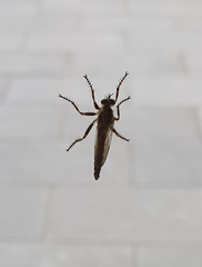 Tolmerus atricapillus