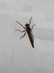 Tolmerus atricapillus