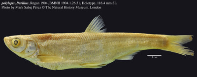 Anabarilius polylepis