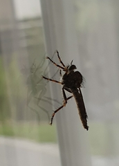 Tolmerus atricapillus