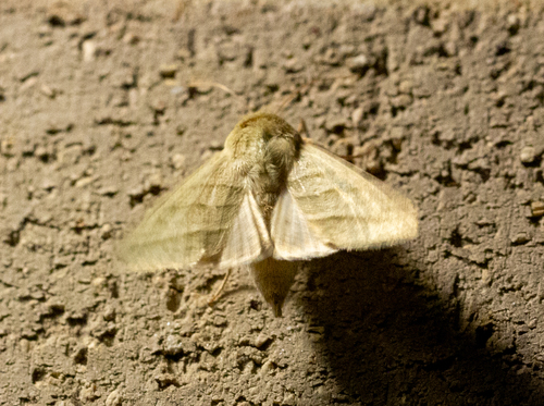 Subflexus Straw Moth photo 3