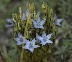Lomatogonium carinthiacum