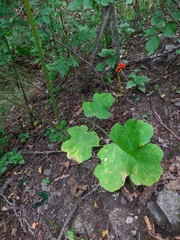 Heracleum sphondylium sibiricum
