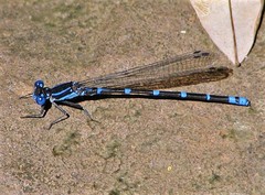 Argia serva