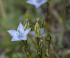 Lomatogonium carinthiacum