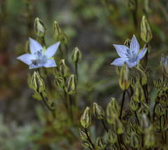 Lomatogonium carinthiacum