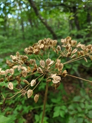 Heracleum sphondylium sibiricum