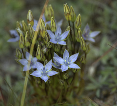 Lomatogonium carinthiacum