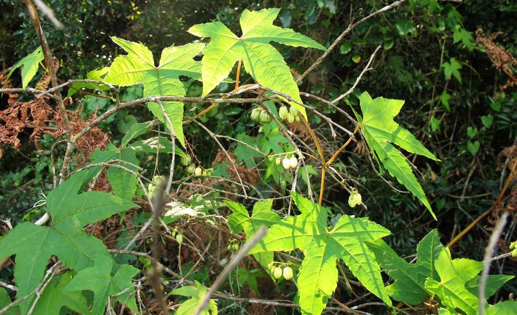 Ceratiosicyos