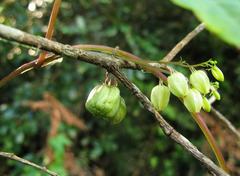 Ceratiosicyos laevis