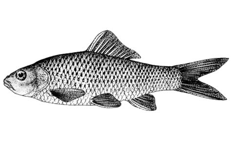 Dianchi carp (Cyprinus micristius) — Cyprinidae