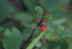 Cotoneaster uniflorus