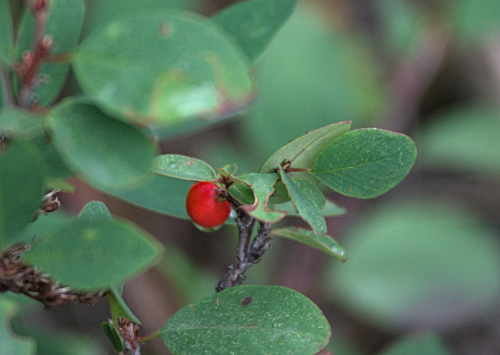 Cotoneaster uniflorus; photograph (c) Pavel Komkov, some rights reserved (CC BY)