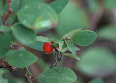 Cotoneaster uniflorus