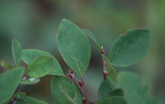 Cotoneaster uniflorus