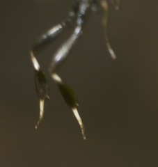 Gasteruption tarsatorium