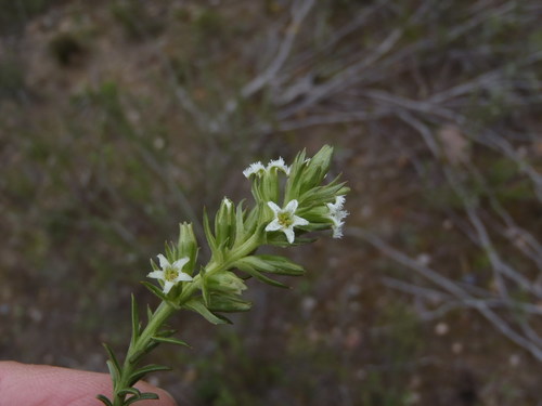 Karoo Rootthug (Thesium karooicum)