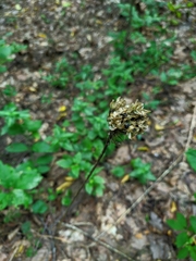 Allium decipiens quercetorum