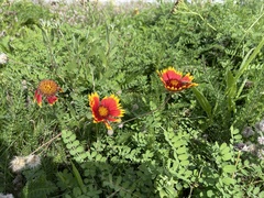 Gaillardia pulchella