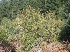 Penaea cneorum cneorum