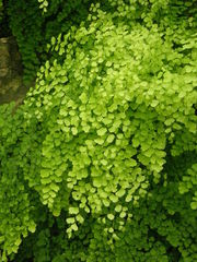 Adiantum