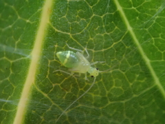 Stenopsocus