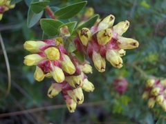 Penaea cneorum cneorum