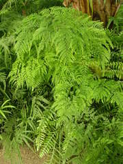 Adiantum