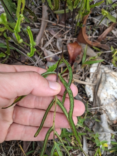 Lindsaea ensifolia iNat (2)