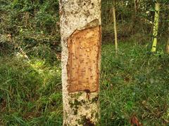 Olea capensis macrocarpa