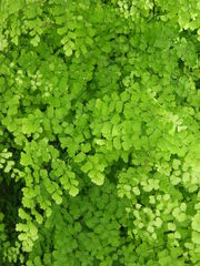 Adiantum