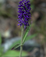 Veronica porphyriana