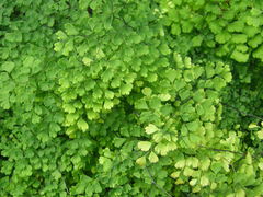 Adiantum