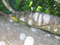 Anolis richardii