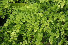 Adiantum