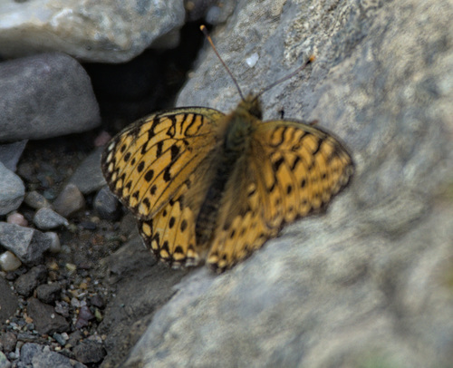 Dark Green Fritillary
