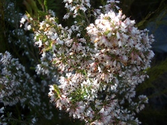 Erica fuscescens