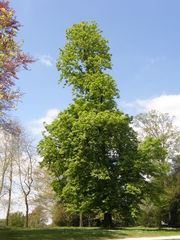 Aesculus hippocastanum