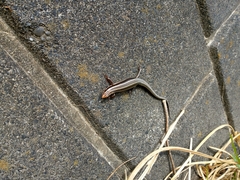 Plestiodon finitimus