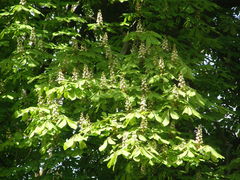 Aesculus hippocastanum