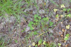 Rumex scutatus
