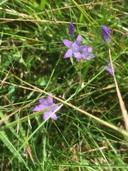 Campanula rapunculus