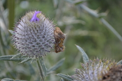 Autographa excelsa