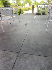 Passer domesticus domesticus