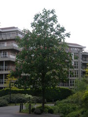 Aesculus hippocastanum